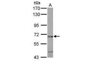 Image no. 1 for anti-EH-Domain Containing 4 (EHD4) (AA 312-541) antibody (ABIN1497965) (EHD4 antibody  (AA 312-541))