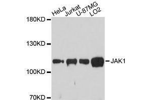 Western blot analysis of extracts of various cell lines, using JAK1 antibody. (JAK1 antibody)