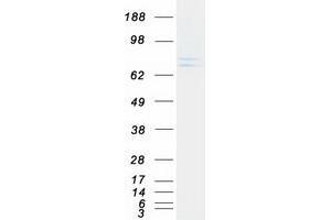 CHPF Protein (Myc-DYKDDDDK Tag)