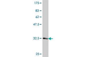 Western Blot detection against Immunogen (34. (HTR1F antibody  (AA 203-279))