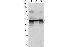 Western blot analysis using GFAP mouse mAb against A431 (1), SK-N-SH (2) and PC12 (3) cell lysate.