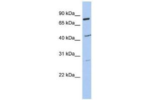 CCDC63 antibody used at 1 ug/ml to detect target protein. (CCDC63 antibody  (Middle Region))