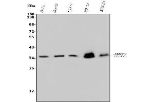 Western blot analysis of PP2A-alpha/PPP2CA using anti-PP2A-alpha/PPP2CA antibody (ABIN7599250).