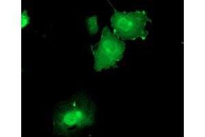 Immunofluorescence (IF) image for anti-Dual Specificity Phosphatase 23 (DUSP23) antibody (ABIN1497930) (DUSP23 antibody)