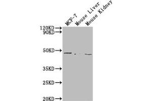 Western Blot Positive WB detected in: MCF-7 whole cell lysate, Mouse Liver tissue, Mouse Kidney tissue All lanes: NRXN1 antibody at 1:2000 Secondary Goat polyclonal to rabbit IgG at 1/50000 dilution Predicted band size: 47 kDa Observed band size: 47 kDa (Neurexin 1 antibody  (AA 184-363))