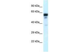 Image no. 1 for anti-Tubulin, alpha 1c (TUBA1C) (C-Term) antibody (ABIN6747532) (TUBA1C antibody  (C-Term))