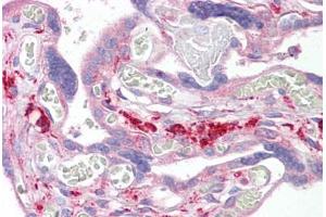 Anti-SNX2 antibody IHC staining of human placenta. (Sorting Nexin 2 antibody  (AA 120-170))