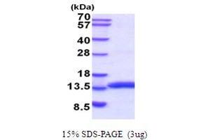 SDS-PAGE (SDS) image for Macrophage Migration Inhibitory Factor (Glycosylation-Inhibiting Factor) (MIF) (AA 1-115) protein (His tag) (ABIN5854240) (MIF Protein (AA 1-115) (His tag))