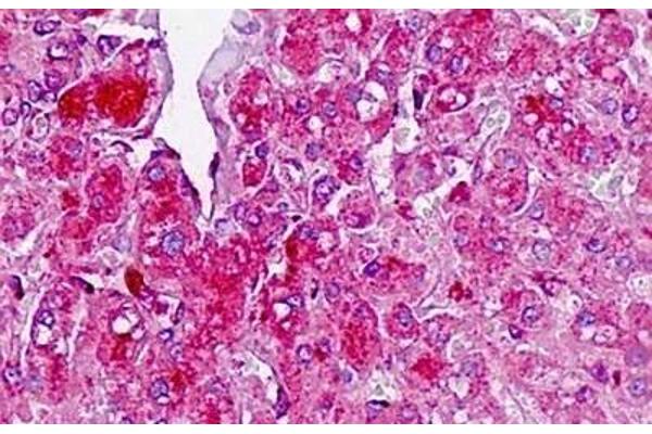 TAF4B antibody  (AA 647-675)