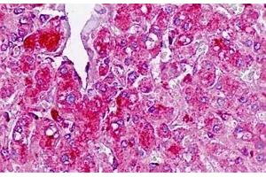Human Liver: Formalin-Fixed, Paraffin-Embedded (FFPE) (TAF4B antibody  (AA 647-675))