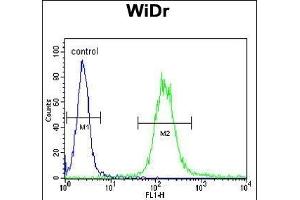 IGF1R Antibody (N-term K66) (ABIN652374 and ABIN2841778) flow cytometric analysis of WiDr cells (right histogram) compared to a negative control (PBS alone) (left histogram).