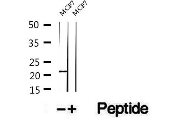 PTP4A1 antibody  (C-Term)