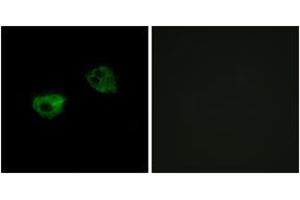 Immunofluorescence analysis of HepG2 cells, using MTR1A Antibody.