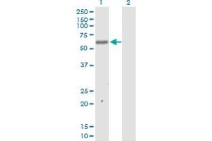 Western Blot analysis of MKNK1 expression in transfected 293T cell line by MKNK1 MaxPab polyclonal antibody. (MKNK1 antibody  (AA 1-465))