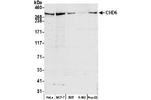 Western Blotting (WB) image for anti-Chromodomain Helicase DNA Binding Protein 6 (CHD6) (AA 2665-2715) antibody (ABIN7450982)