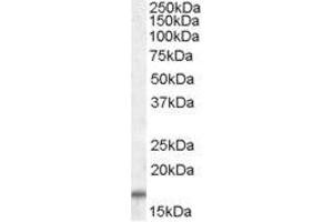 Image no. 1 for anti-Cytochrome C Oxidase Subunit IV Isoform 1 (COX4I1) (C-Term), (Isoform 1), (Isoform 2) antibody (ABIN401531)