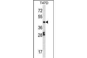 Western blot analysis in T47D cell line lysates (35ug/lane). (GABPB1 antibody  (C-Term))