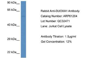 Western Blotting (WB) image for anti-Dual Oxidase Maturation Factor 1 (DUOXA1) (C-Term) antibody (ABIN2788717) (DUOXA1 antibody  (C-Term))