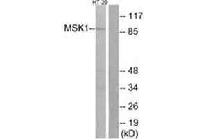 Western blot analysis of extracts from HT-29 cells, using MSK1 (Ab-376) Antibody.
