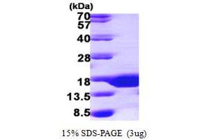 Small Ubiquitin Related Modifier 3 (SUMO3) (AA 1-92) protein (His tag)