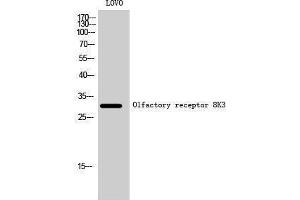 Western Blotting (WB) image for anti-Olfactory Receptor, Family 8, Subfamily K, Member 3 (OR8K3) (C-Term) antibody (ABIN3186202) (OR8K3 antibody  (C-Term))
