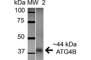 Western blot analysis of Mouse Brain cell lysates showing detection of ATG4B protein using Rabbit Anti-ATG4B Polyclonal Antibody . (ATG4B antibody  (AA 94-106) (APC))