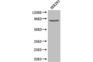 Western Blot Positive WB detected in: HEK293 whole cell lysate All lanes: EXT1 antibody at 3. (EXT1 antibody  (AA 28-171))