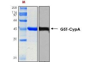10% SDS-PAGE stained with Coomassie Blue (CB), immunobloting with anti-GST serum (WB) and peptide fingerprinting by MALDI-TOF-TOF mass spectrometry