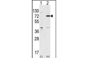 Western blot analysis of anti-ATG7 Antibody (Center) Pab (ABIN388521 and ABIN2849641) in 293 cell line lysates transiently transfected with the ATG7 gene (2 μg/lane).