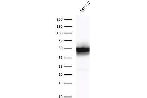 Western Blot Analysis of MCF-7cell lysate using Cytokeratin 18 Mouse Monoclonal Antibody (DE-K18). (Cytokeratin 18 antibody)