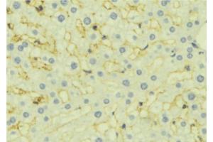 ABIN6277114 at 1/100 staining Mouse liver tissue by IHC-P.