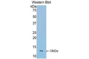 Western Blotting (WB) image for anti-Inducible T-Cell Co-Stimulator (ICOS) (AA 35-131) antibody (ABIN1173556)