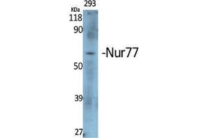 Western Blot (WB) analysis of specific cells using Nur77 Polyclonal Antibody. (NR4A1 antibody  (Ser474))