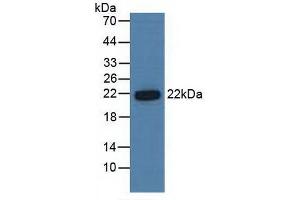 Figure. (PSMB6 antibody  (AA 2-239))