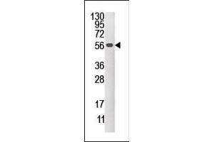 Western blot analysis of anti-DUSP4 Pab (ABIN392861 and ABIN2842278) in mouse brain tissue lysate (35 μg/lane). (DUSP4 antibody  (C-Term))