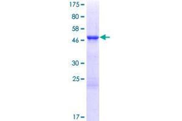 TCEAL3 Protein (AA 1-200) (GST tag)