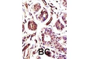Immunohistochemistry (Paraffin-embedded Sections) (IHC (p)) image for anti-Ubiquitin Protein Ligase E3A (ube3a) (AA 836-865), (C-Term) antibody (ABIN388925)