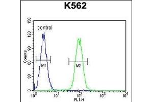 DDX11 Antibody (C-term) (ABIN655503 and ABIN2845019) flow cytometric analysis of K562 cells (right histogram) compared to a negative control cell (left histogram). (DDX11 antibody  (C-Term))