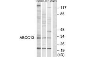 Western blot analysis of extracts from 293/COLO/HT-29 cells, using ABCC13 Antibody. (ABCC13 antibody  (AA 56-105))