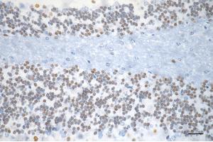 Immunohistochemistry was performed on paraffin-embedded mouse brain using myocyte enhancer factor 2A antibody (ABIN7799515), 1:200).