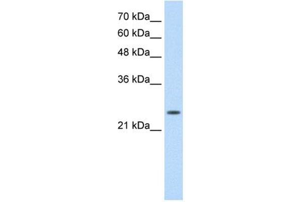 TNNI1 antibody  (N-Term)