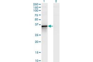 BCL2L14 antibody  (AA 1-327)