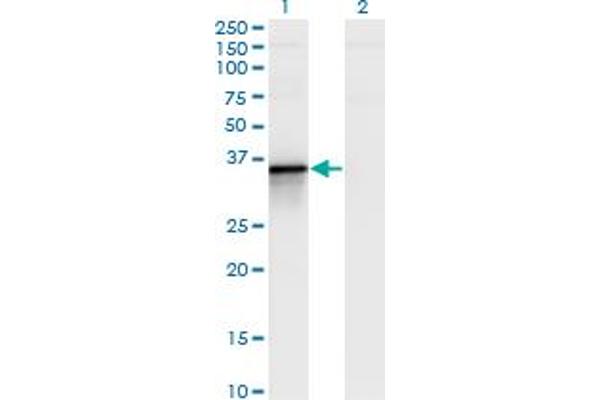 BCL2L14 antibody  (AA 1-327)