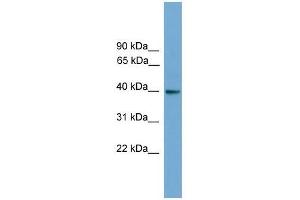 GNAI3 antibody used at 0. (GNAI3 antibody  (N-Term))