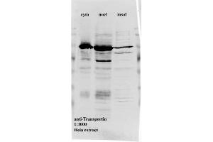 Western blot for anti-Transportin1 on HeLa cell extracts (Transportin 1 antibody)