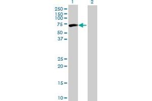 Western Blot analysis of CPNE3 expression in transfected 293T cell line by CPNE3 MaxPab polyclonal antibody. (Copine III antibody  (AA 1-537))