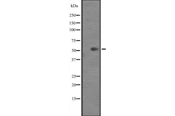 Keratin 82 antibody  (C-Term)