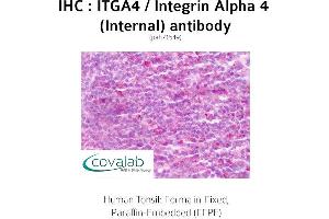 Image no. 2 for anti-Integrin alpha 4 (ITGA4) (Internal Region) antibody (ABIN1736071) (ITGA4 antibody  (Internal Region))