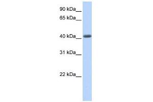 LRRC2 antibody used at 1 ug/ml to detect target protein. (LRRC2 antibody  (N-Term))
