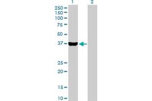 Western Blot analysis of AKR1C4 expression in transfected 293T cell line by AKR1C4 MaxPab polyclonal antibody. (AKR1C4 antibody  (AA 1-323))
